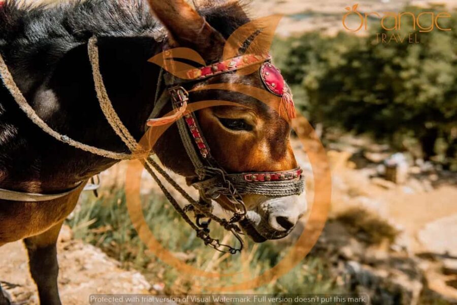 Heraklion areas: Lasithi Plateau-Mythology Park-Zeus Cave - Lasithi Plateau, Kera Kardiotissa, and Zeus: what this Heraklion day trip is really about