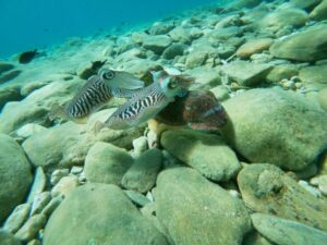 Heraklion: Beginner-Friendly Snorkeling Trip - The 3-Hour Schedule: Safety First, Water Time Second