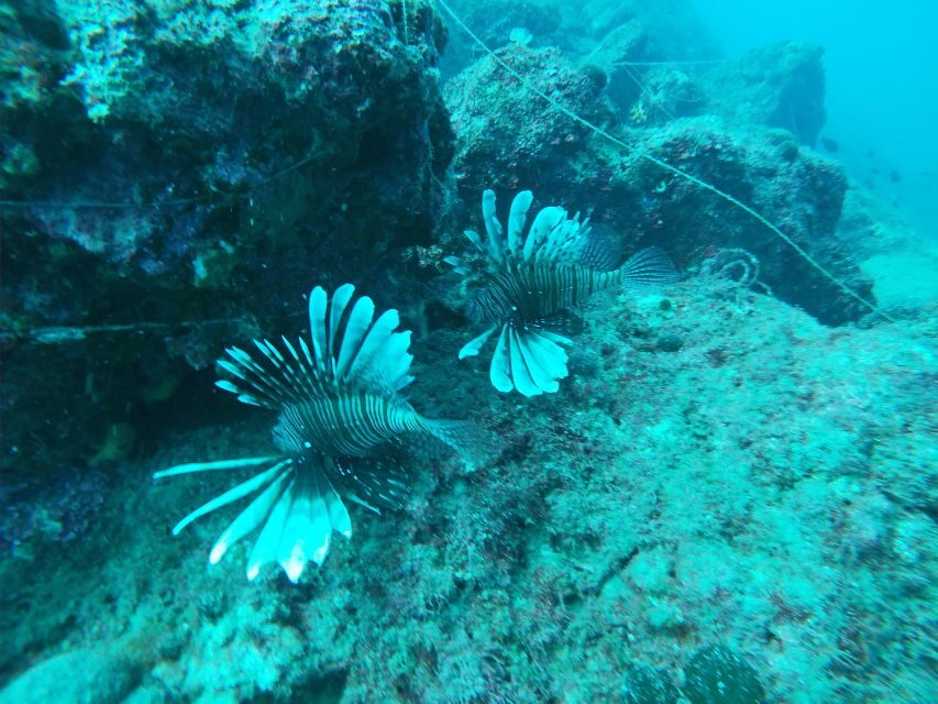 Heraklion: Beginner-Friendly Snorkeling Trip - Transfers and Meeting Point: How to Keep the Day Easy