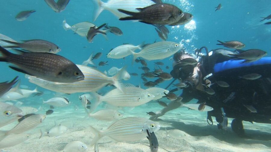 Heraklion: Beginner Scuba Diving Lesson with PADI Instructor - Practical tips so you feel confident on day one