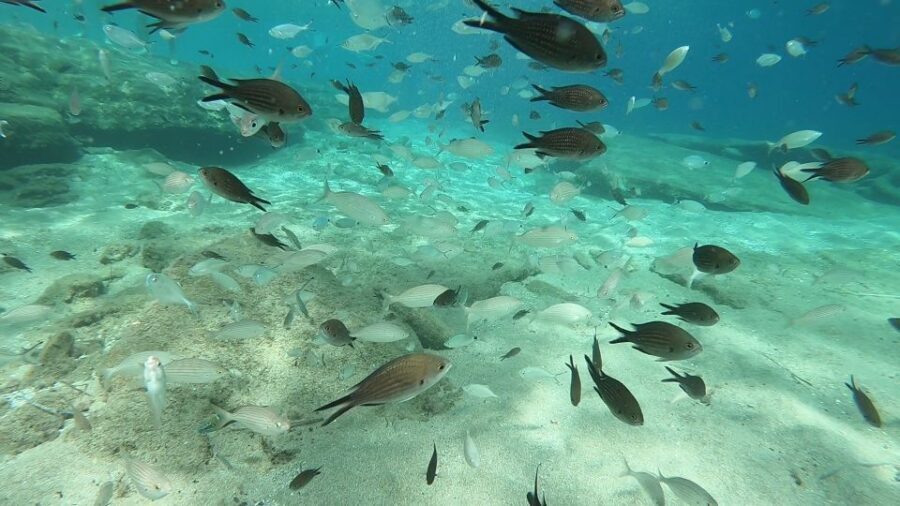 Heraklion: Beginner Scuba Diving Lesson with PADI Instructor - Video after your session: what’s included vs what costs extra