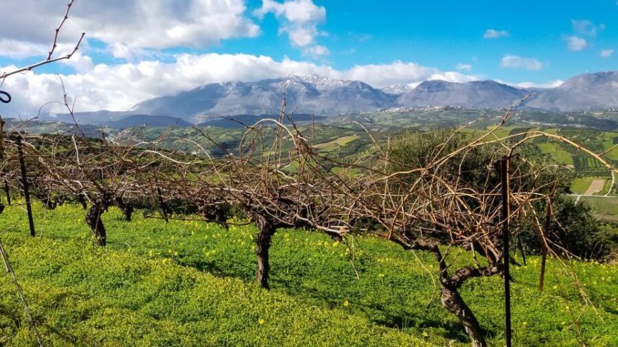 Heraklion: Cretan Wine Tasting Tour & Gourmet Lunch - Who Should Book This Tour (and Who Should Skip It)