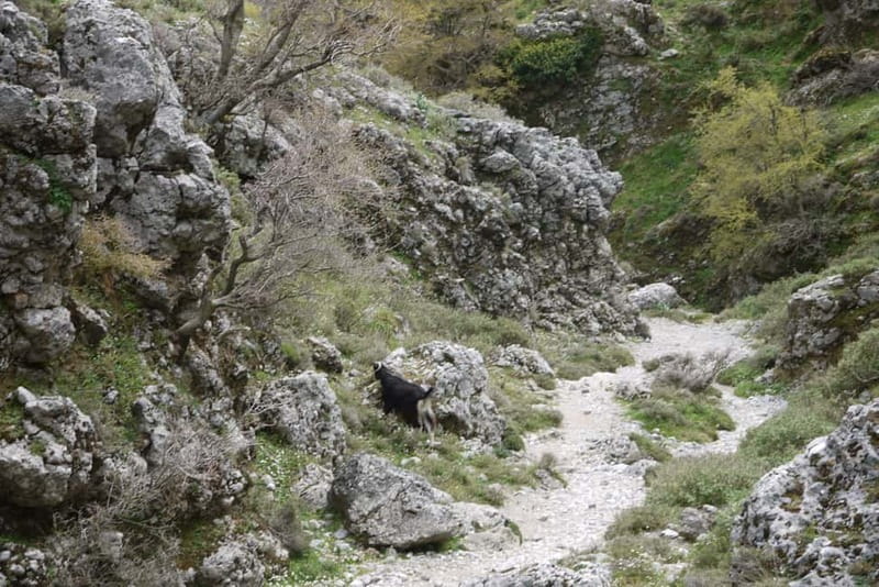 Heraklion Crete: Imbros Gorge Hike - The return journey and the real cost of the day