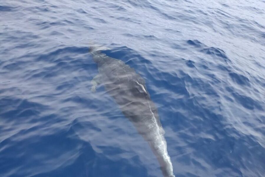 Heraklion: Nature Reserve Dia Island Full-Day Cruise & Lunch - The eco-sailing hour: 7 nautical miles of calm