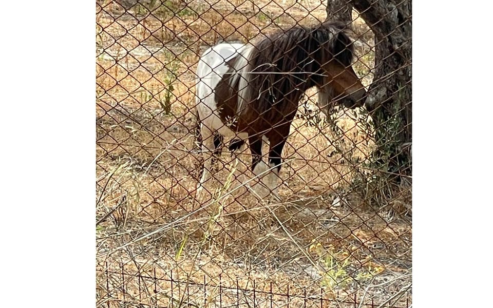 Heraklion :Olive & Dragon Farm Tour & Cretan Farmers Brunch - Brunch under the olive trees