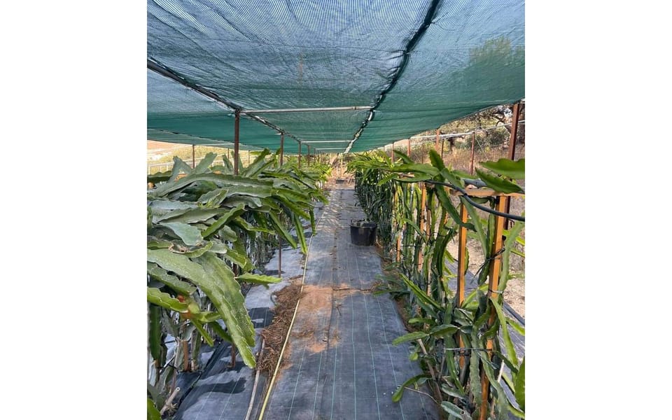 Heraklion :Olive & Dragon Farm Tour & Cretan Farmers Brunch - Who should book the Cretan Dragon Farm visit