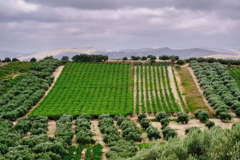 Heraklion: Private Food and Wine Tour with a local Sommelier - The medieval wine press above Alagni