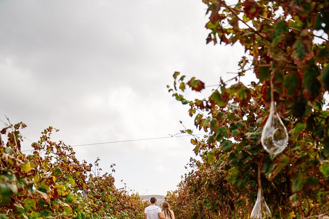 Heraklion Private Half-Day Gastronomy Diaries Experience in Lyrarakis Winery - Practical details that affect your decision