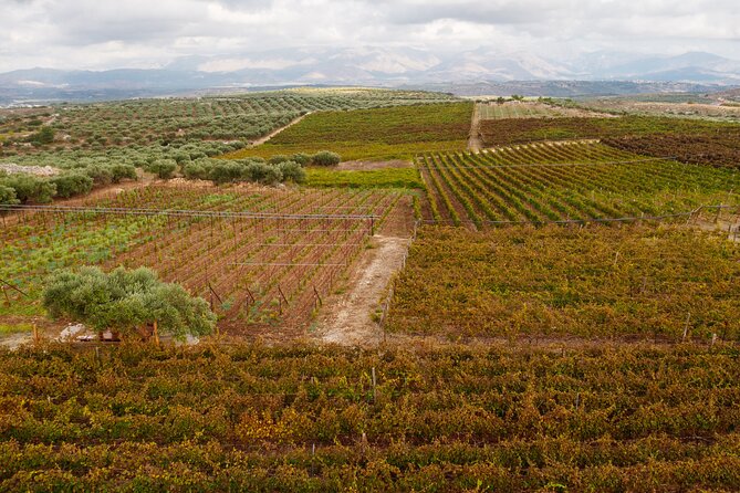 Heraklion Private Half-Day Wine Tasting Tour in Lyrarakis Winery - Time under the olive tree