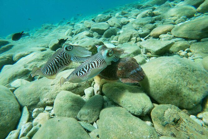 Heraklion: Scuba Diving Experience for Beginners - Equipment, instructors, and the small group size