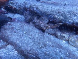 Heraklion: Scuba Diving Experience for Beginners _Beach - The 3–6 Hour Flow: Theory, Equipment, and a Supervised Underwater Session