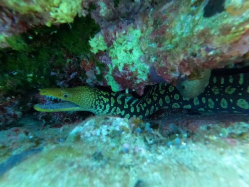 Heraklion: Scuba Diving Experience for Beginners _Beach - Logistics Around Heraklion: Pickup Zones, Group Times, and Email Timing