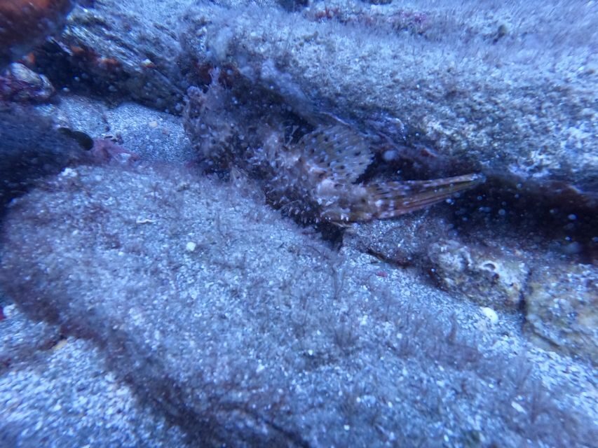 Heraklion: Scuba Diving Experience for Beginners _Beach - The 3–6 Hour Flow: Theory, Equipment, and a Supervised Underwater Session