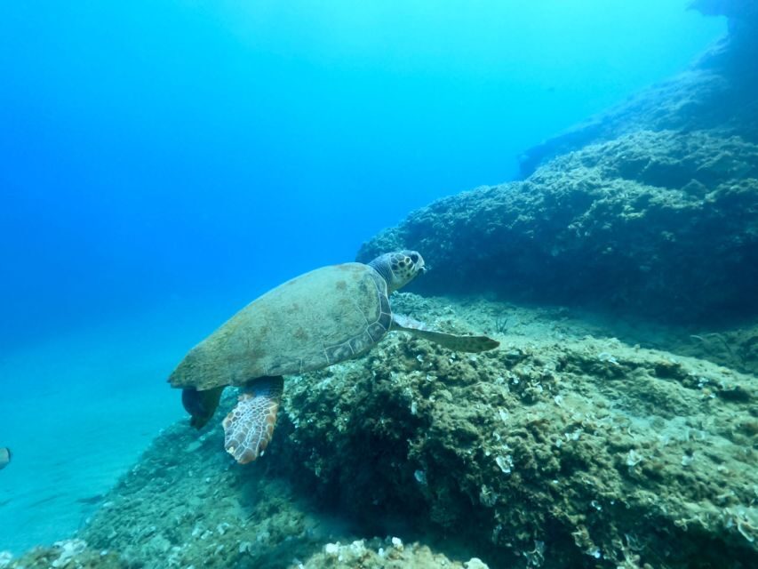 Heraklion: Scuba Diving Experience for First-Timers - Why Ligaria works so well for first-timers