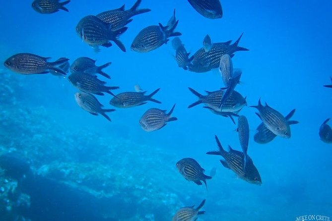 Heraklion: Scuba Diving Experience for First-Timers - What is included for $84.29