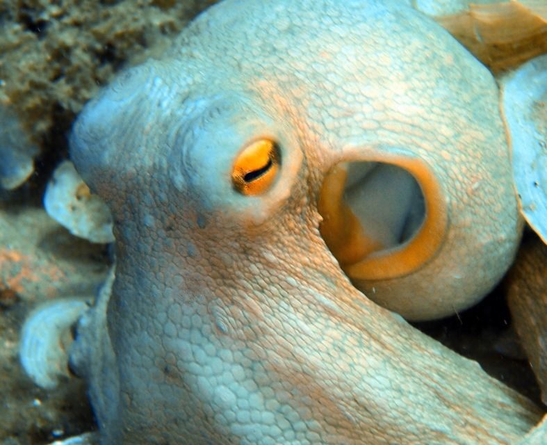 Heraklion: Scuba Diving Experience for First-Timers - What you’ll see: Ligaria marine life without needing expertise