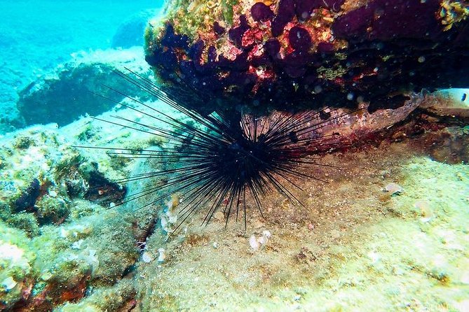 Heraklion: Scuba Diving Experience for First-Timers - Who will enjoy this most