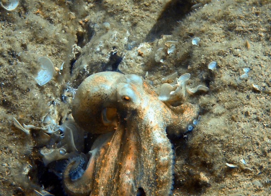 Heraklion: Scuba Diving Experience for First-Timers - Timing and transfers: the part that can surprise you