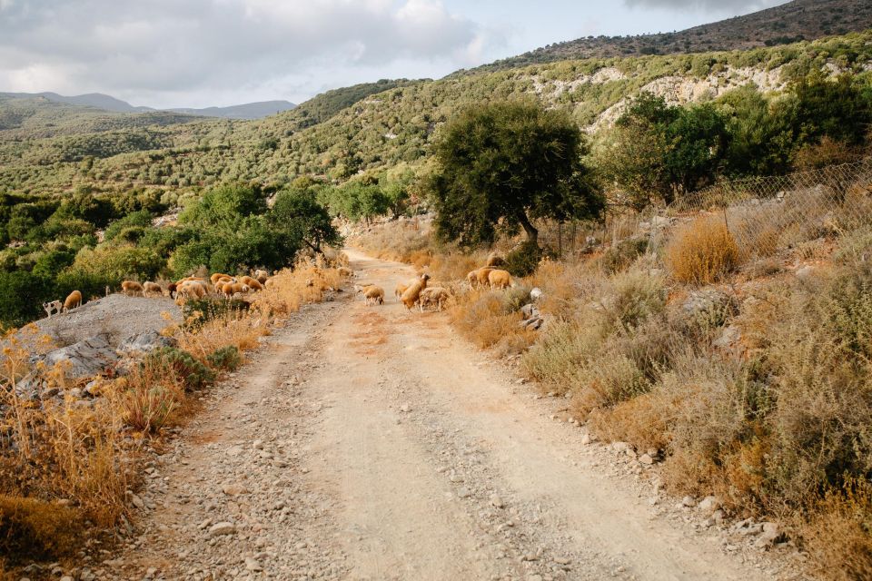 Heraklion: Self-Driving 4X4 Jeep Off-Road Tour with Lunch - Shared or private: which makes sense?