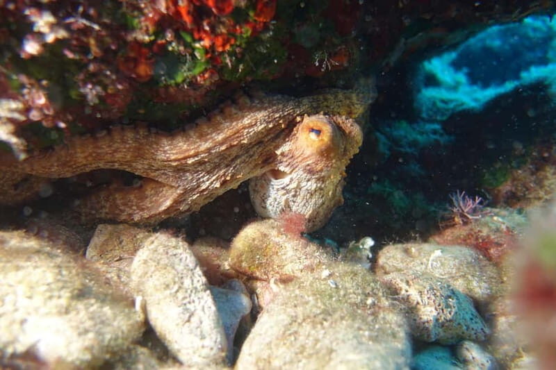 Heraklion: Try Scuba Diving - A first-time underwater session in Heraklion (without the stress)