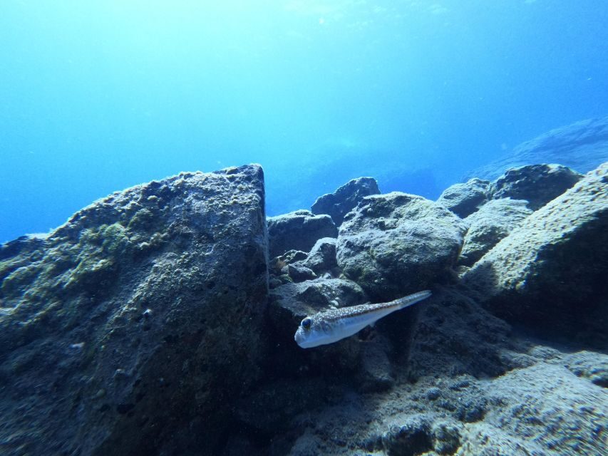 Heraklion: Try Scuba Diving For Beginners (1 dive) - A Simple Decision Guide: Should You Book It?