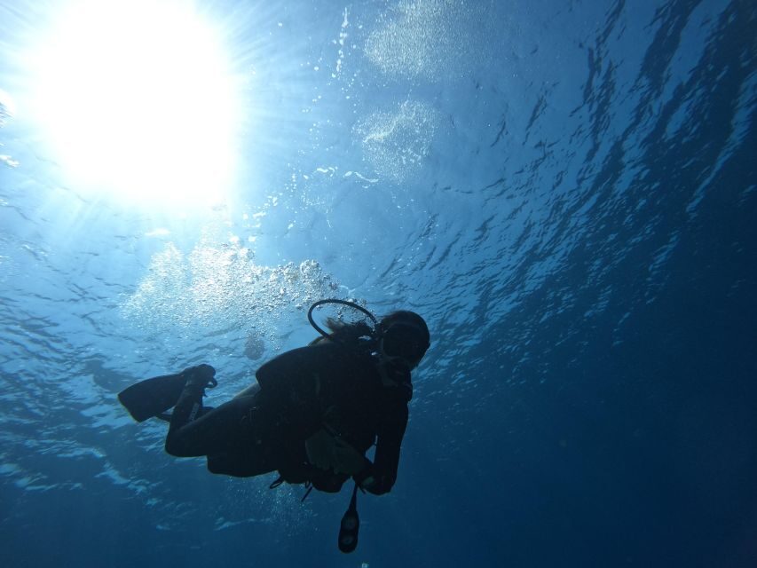 Heraklion: Try Scuba Diving For Beginners (1 dive) - The Underwater Part: Clear Cretan Water and Lots of Sea Life