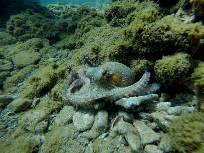 Heraklion: Try Scuba Diving For Beginners (1 dive) - Practical Prep: What to Bring and What to Avoid