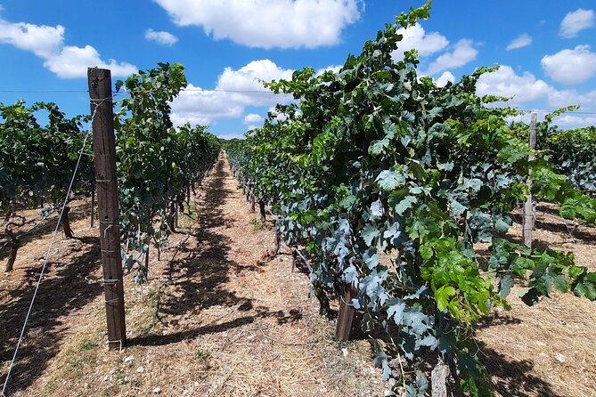 Heraklion wine tour & Cretan meze lunch - Why the private format changes the value