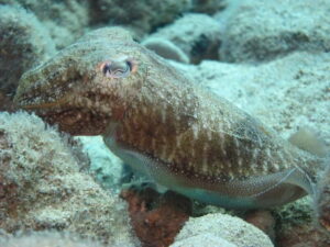 Hersonissos, Stalida: Scuba Diving Experience for beginners - Getting Oriented: The 20-Minute Video + Safety Briefing