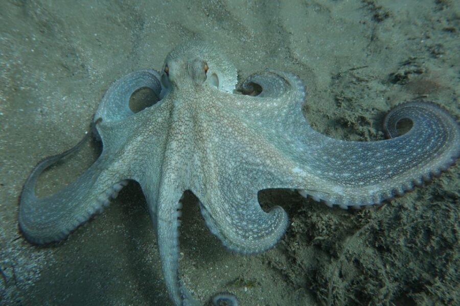 Hersonissos, Stalida: Scuba Diving Experience for beginners - Your First Cretan Sea Shore Session: Close Supervision, Peaceful Pace