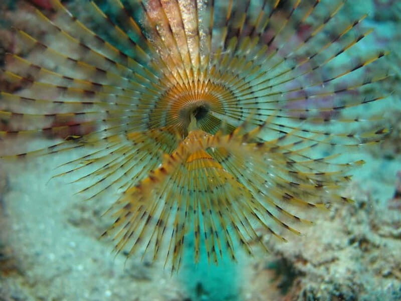 Hersonissos, Stalida: Scuba Diving Experience for beginners - Price and Value: Is $104 a Good Deal?