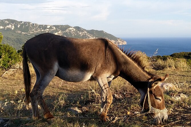 Hiking in the Olive Groves,Villages,Sunset,with Swim Stop - The abandoned villas and a lost resort idea