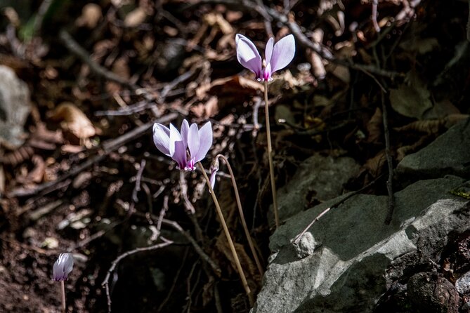 Hiking Menalon & Lousios gorge - Hermitages, mills, springs, and the Lousios River