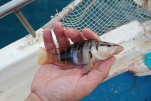 Hook Your Adventure Now with Chania Rod Fishing Experience - A 3-Hour Morning on the Water, From Casting to Quiet Beach Time