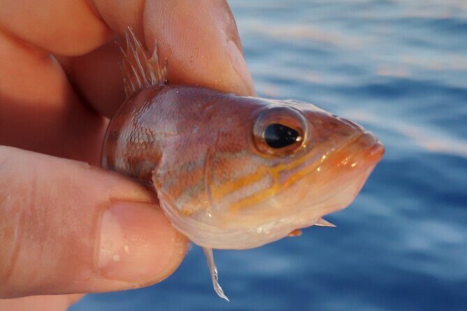 Hook Your Adventure Now with Chania Rod Fishing Experience - Should You Book This Chania Rod Fishing Experience?