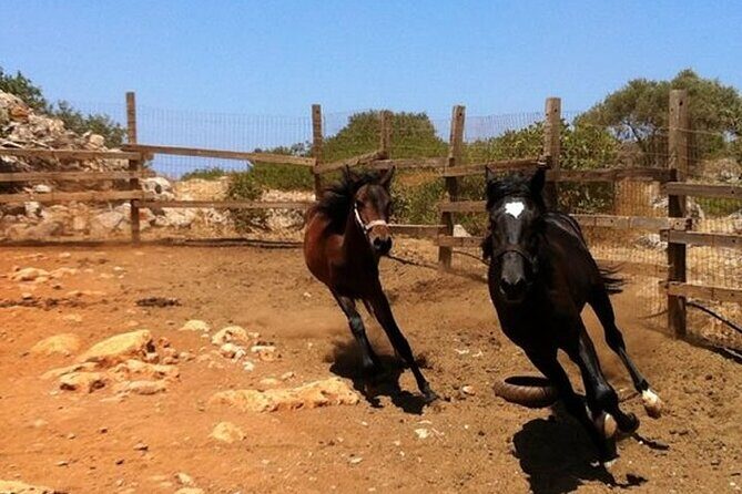 HORSE RIDING 1.5 hours mountains from area Hersonissos CRETE - The 1.5-Hour Route: Olive Groves, Old Paths, and View Stops
