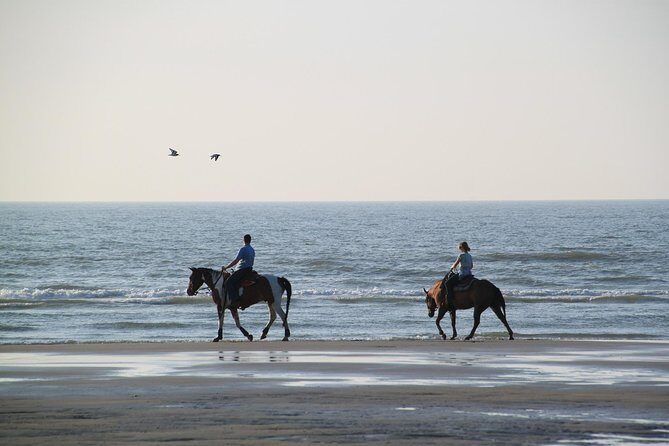 Horse riding on the Beach, Rhodes - Learning on a horse: beginner welcome, confidence rewards