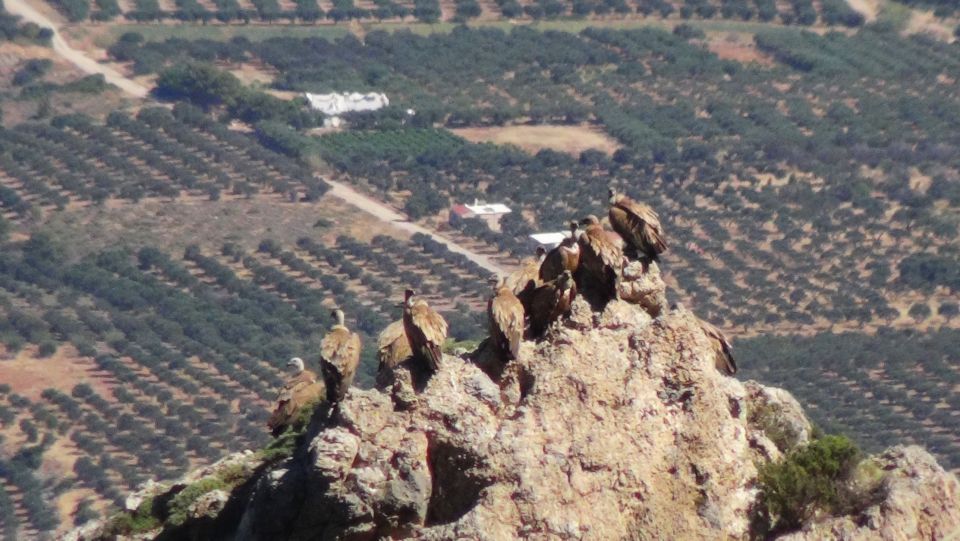 Ierapetra: Eastern Crete Nature Jeep Driving Tour - Who gets the best value from this tour