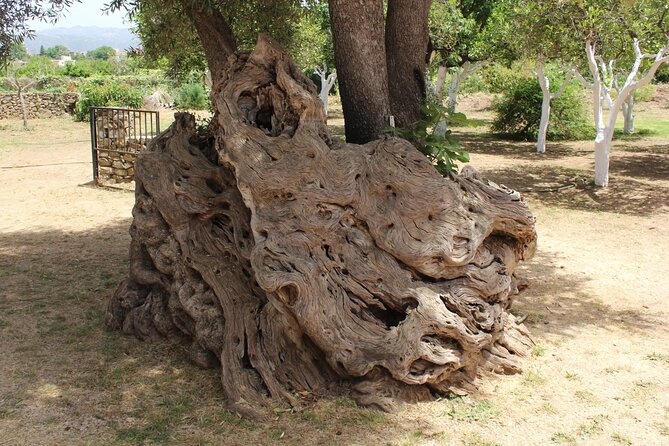 In Crete Discover the miracle of Olive Oil and Organic Fruits - Riverside Vryses supplies a needed pause