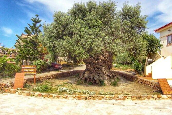 In Crete Discover the miracle of Olive Oil and Organic Fruits - What the private format really changes
