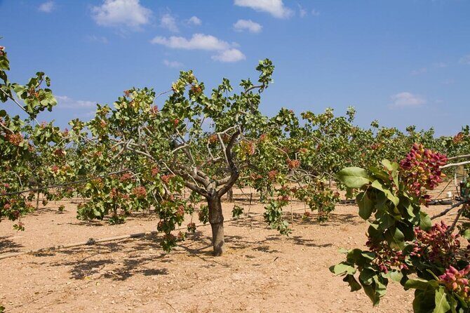 Insightful Pistachio Orchard and Factory Tour - Key things to look for in this pistachio orchard tour