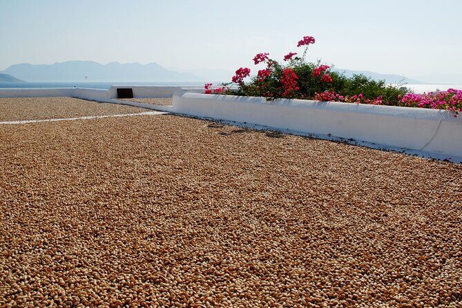 Insightful Pistachio Orchard and Factory Tour - Why Aegina’s pistachio orchard visit feels like a real lesson