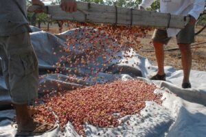 Insightful Pistachio Orchard and Factory Tour - The organic pistachio orchard walk: origins, structure, and tree “sex”