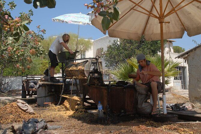 Insightful Pistachio Orchard and Factory Tour - The Aegina side of the day: history and a little wandering