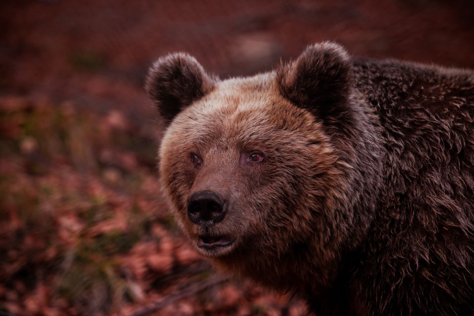 International Environmental Centre of ARCTUROS Tour - Why ARCTUROS feels different from a standard animal attraction