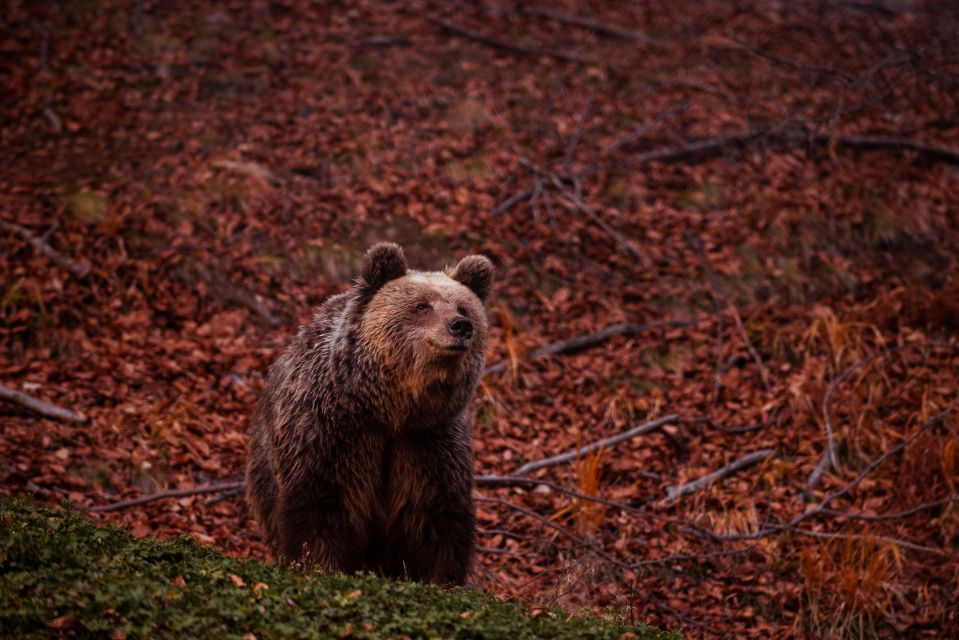 International Environmental Centre of ARCTUROS Tour - What you learn at the Bear Information Center