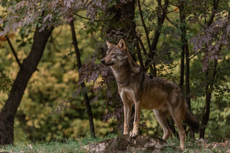 International Environmental Centre of ARCTUROS Tour - The Wolf and Lynx Conservation Area at Agrapidies
