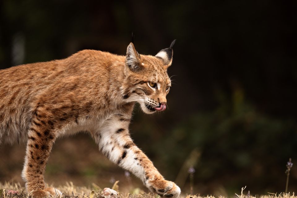 International Environmental Centre of ARCTUROS Tour - How the one-month validity helps