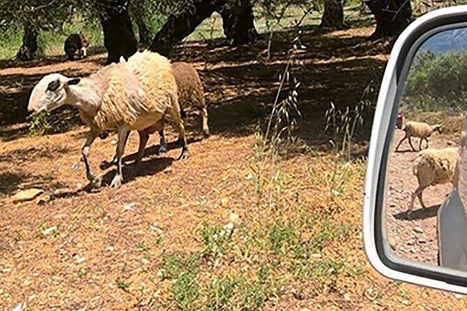 Jeep Safari 4x4 Crete real off road mountain tracks with Lunch from Hersonissos - Kalo Chorio Village Stop: Toilets, Drinks, and Local Rhythm