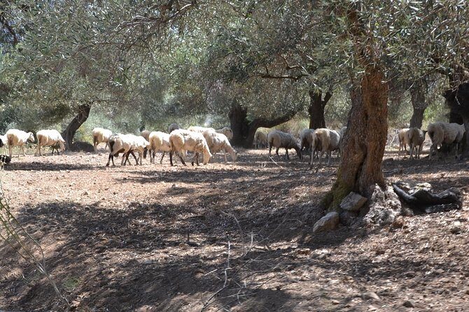 Jeep Safari 4x4 Crete real off road mountain tracks with Lunch from Hersonissos - Aposelemis Dam and the Sunken Village View
